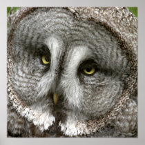 Great Grey Owl Poster