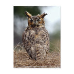 Great Horned Owl - 2 - 9 - 08 Postcard