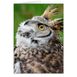 Great Horned Owl Card
