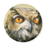 Great-Horned-Owl magnets