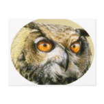 Great-Horned-Owl postcards
