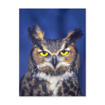 Great horned owl postcards