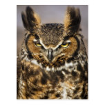 Great Horned Owl Postcard