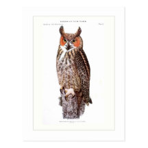 Great Horned Owl Postcard