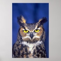 Great horned owl poster