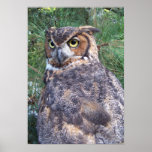 Great Horned Owl Poster