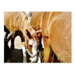 Great Horse Post Card