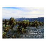 Great Joshua Tree Postcard!