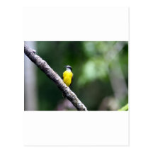Great Kiskadee bird Amazon rain forest Post Cards