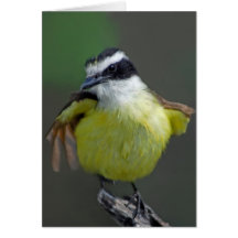 Great Kiskadee (Pitangus sulphuratus) Card