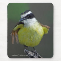 Great Kiskadee (Pitangus sulphuratus) Mousemats