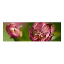 Great Masterwort Business Cards