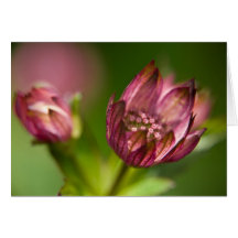 Great Masterwort Greeting Cards