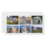 Great Pyrenees Collage photo cards