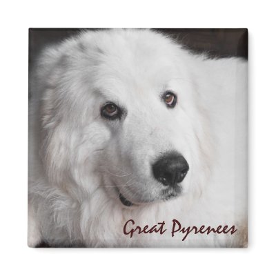 Great Pyrenees Refrigerator Magnets