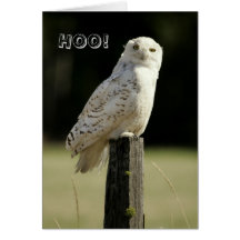 Great Snowy White Owl, Thinking Of you Greeting Card