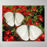 Great Southern White Butterflies posters
