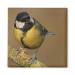 Great Tit Refrigerator Magnet