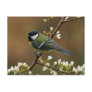 Great Tit on rainy day postcard