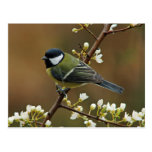 Great Tit on rainy day postcard