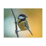 Great Tit - postcard