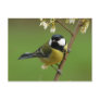 Great Tit postcard