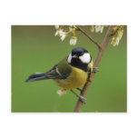 Great Tit postcard