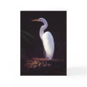 Great White Egret cards