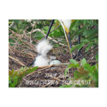 Great White Egret Chicks with Hatching Egg Post Card