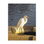 Great white egret - Postcard
