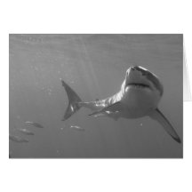 Great White Greeting Cards