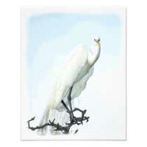 Great White Heron Portrait Art Photo