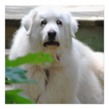 Great White Pyrenees Dog Invitations
