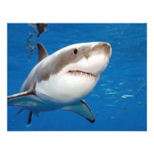 Great White Shark Invite