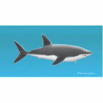 Great White Shark