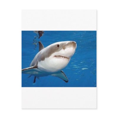 Great White Shark Postcards