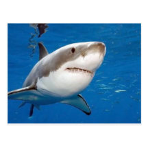 Great White Shark Postcard