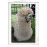 Great Yorkshire Show 2007 3 cards