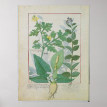 Greater Celandine or Poppy Print