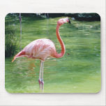 Greater Flmingo mousepads