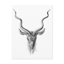 Greater Kudu Postcard