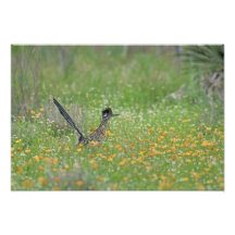 Greater Roadrunner, Geococcyx Photo Art