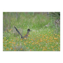 Greater Roadrunner, Geococcyx