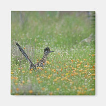 Greater Roadrunner, Geococcyx Refrigerator Magnets