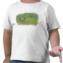 Greater Roadrunner, Geococcyx T-shirts