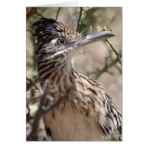 Greater Roadrunner Greeting Card cards