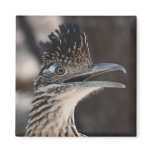 Greater Roadrunner Magnet