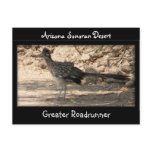 Greater Roadrunner postcards