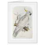 Greater sulphur-crested cockatoo cards