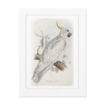 Greater sulphur-crested cockatoo postcards
